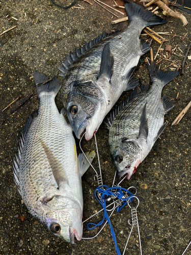 クロダイの釣果