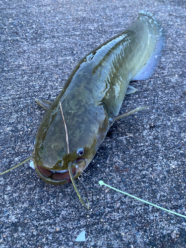 ナマズの釣果