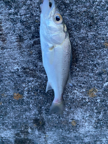 セイゴ（マルスズキ）の釣果