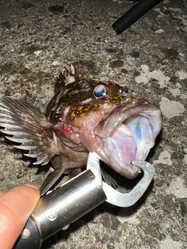 ソイの釣果