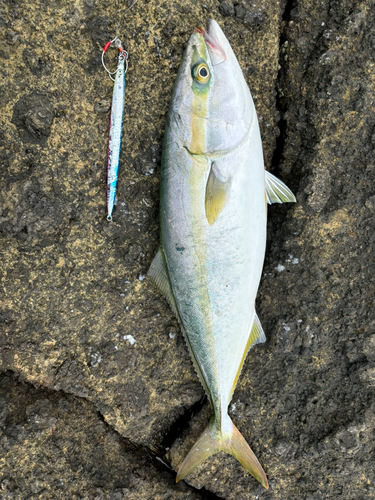 イナダの釣果