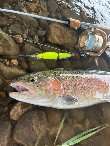 ニジマスの釣果