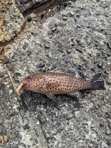 アカハタの釣果