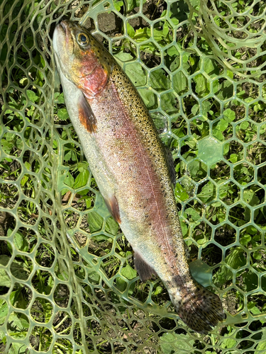 ニジマスの釣果