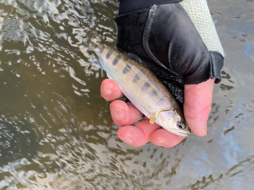 ヤマメの釣果