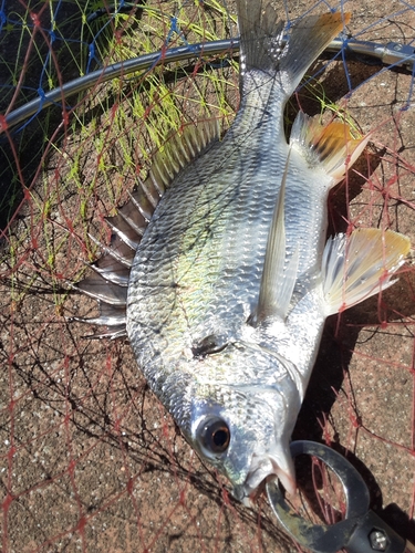 キビレの釣果