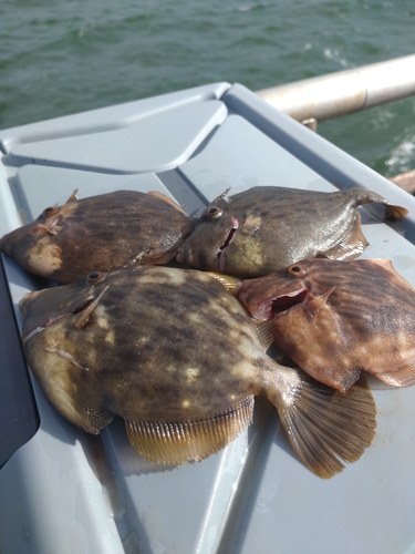 カワハギの釣果