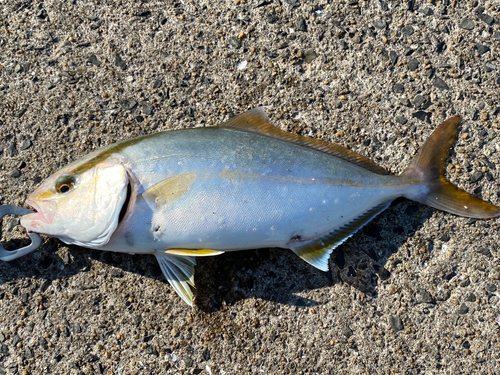 ネリゴの釣果