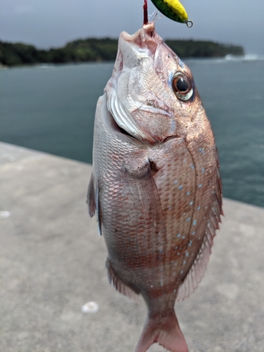 チャリコの釣果