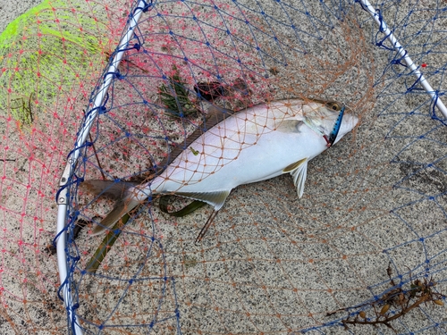 ショゴの釣果