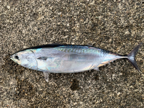 ヒラソウダの釣果