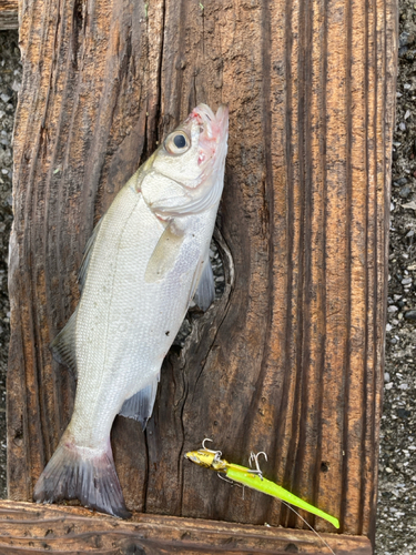 ヒラスズキの釣果