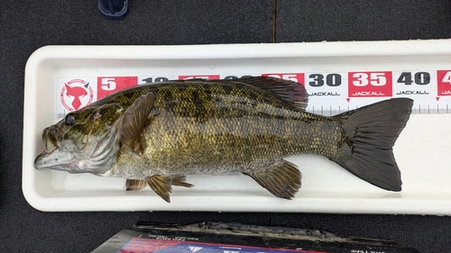 スモールマウスバスの釣果