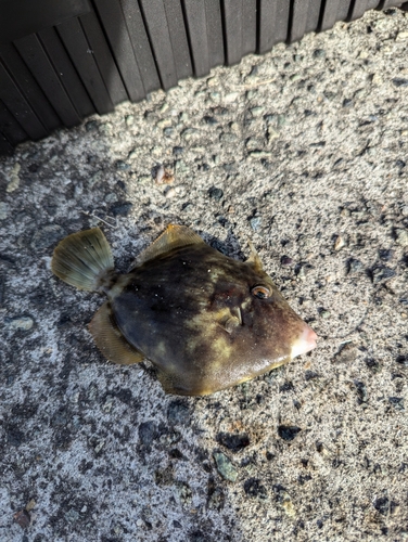 カワハギの釣果