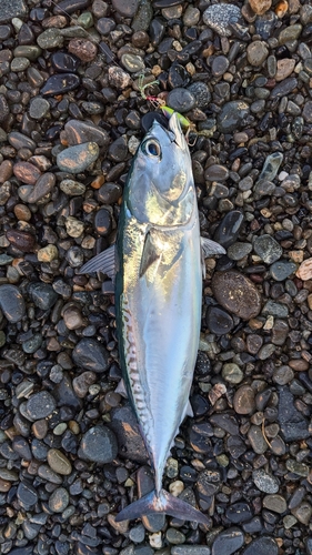 マルソウダの釣果