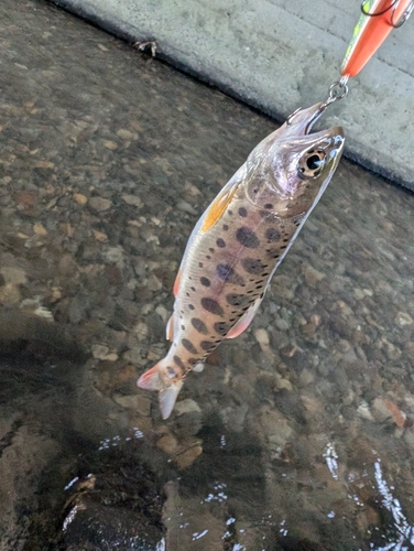 ヤマメの釣果