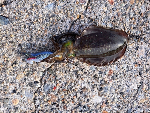 アオリイカの釣果