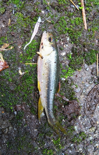 カワムツの釣果