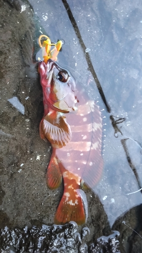 アカハタの釣果