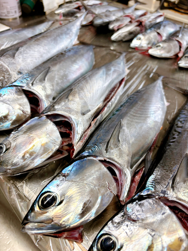 ソウダガツオの釣果