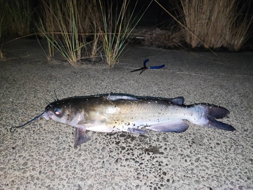 アメリカナマズの釣果