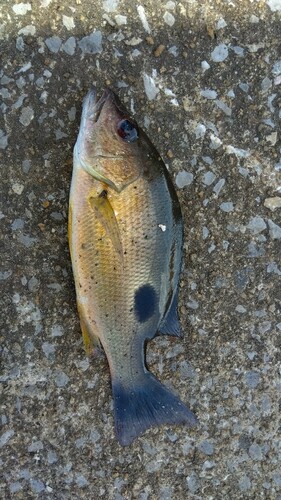 クロホシフエダイの釣果