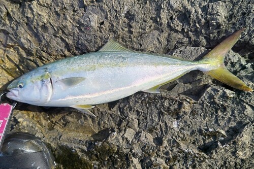 イナダの釣果