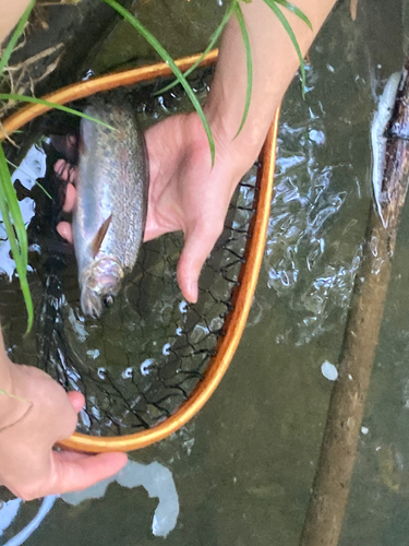 ニジマスの釣果