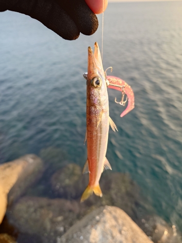 カマスの釣果