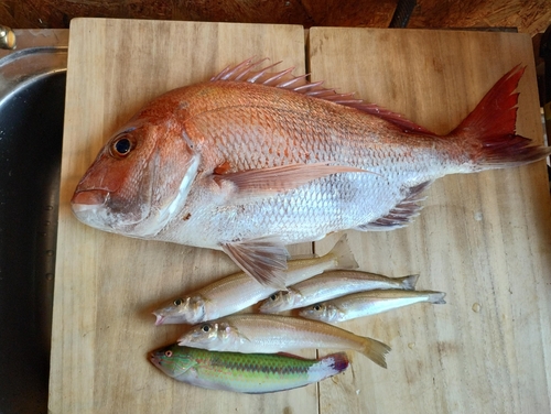 マダイの釣果