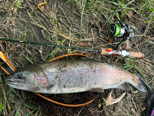 ニジマスの釣果