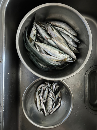 サバの釣果