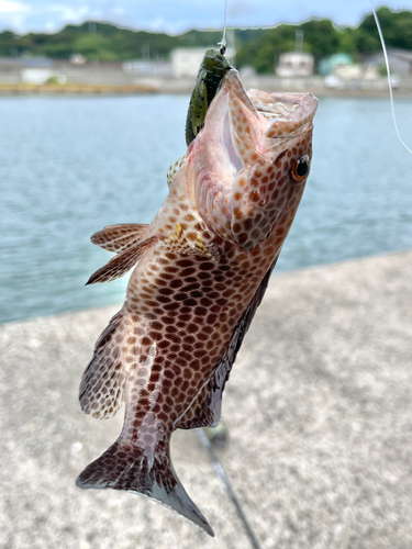 オオモンハタの釣果