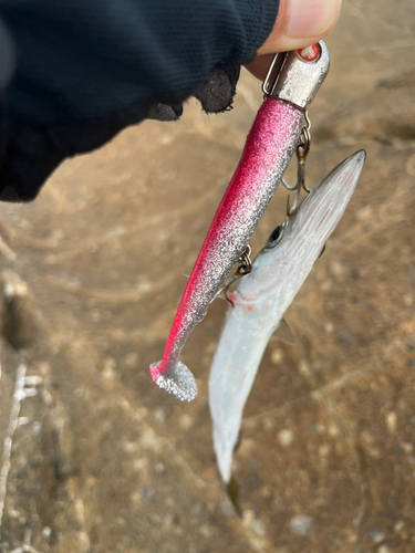 カマスの釣果