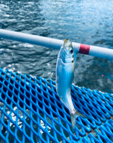 サッパの釣果