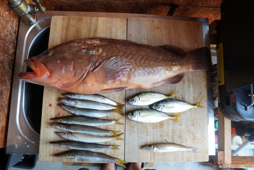 キジハタの釣果