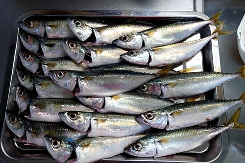 サバの釣果