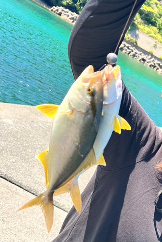 ショゴの釣果