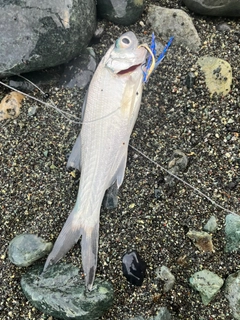 ツバメコノシロの釣果