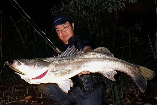 シーバスの釣果