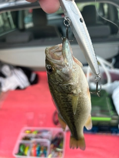 ブラックバスの釣果