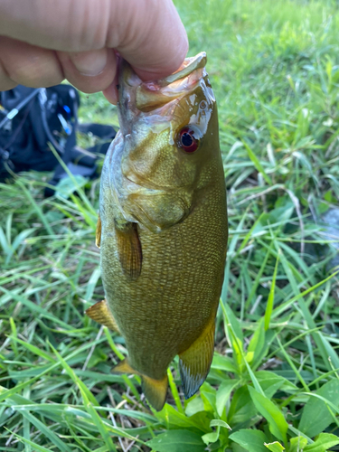 スモールマウスバスの釣果