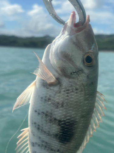 釣果