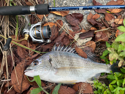 キビレの釣果