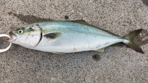 イナダの釣果