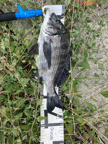 クロダイの釣果