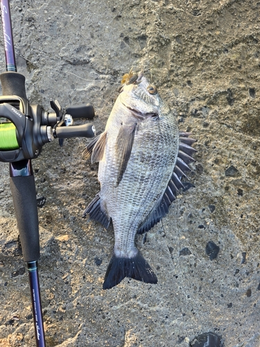 チヌの釣果