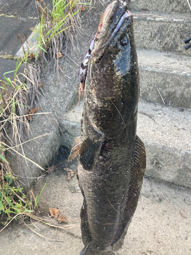 スネークヘッドの釣果