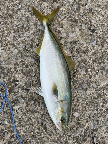 イナダの釣果