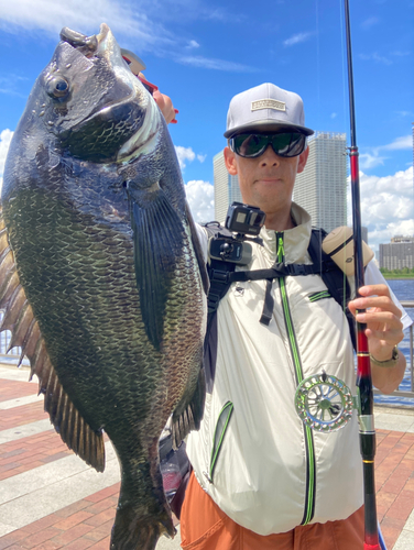 チヌの釣果